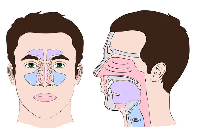 Nasennebenhöhlen Anatomie Mann